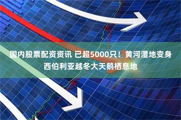 国内股票配资资讯 已超5000只！黄河湿地变身西伯利亚越冬大天鹅栖息地